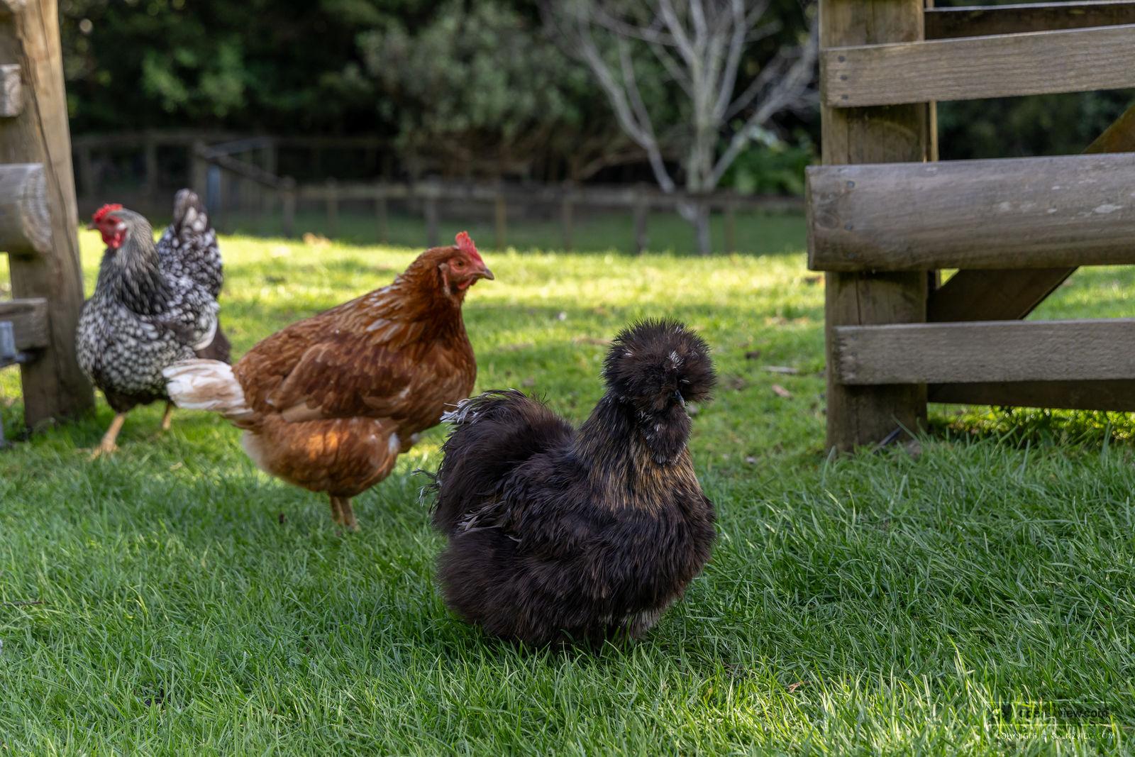 Slider image of 81 Taylor Road, Auckland