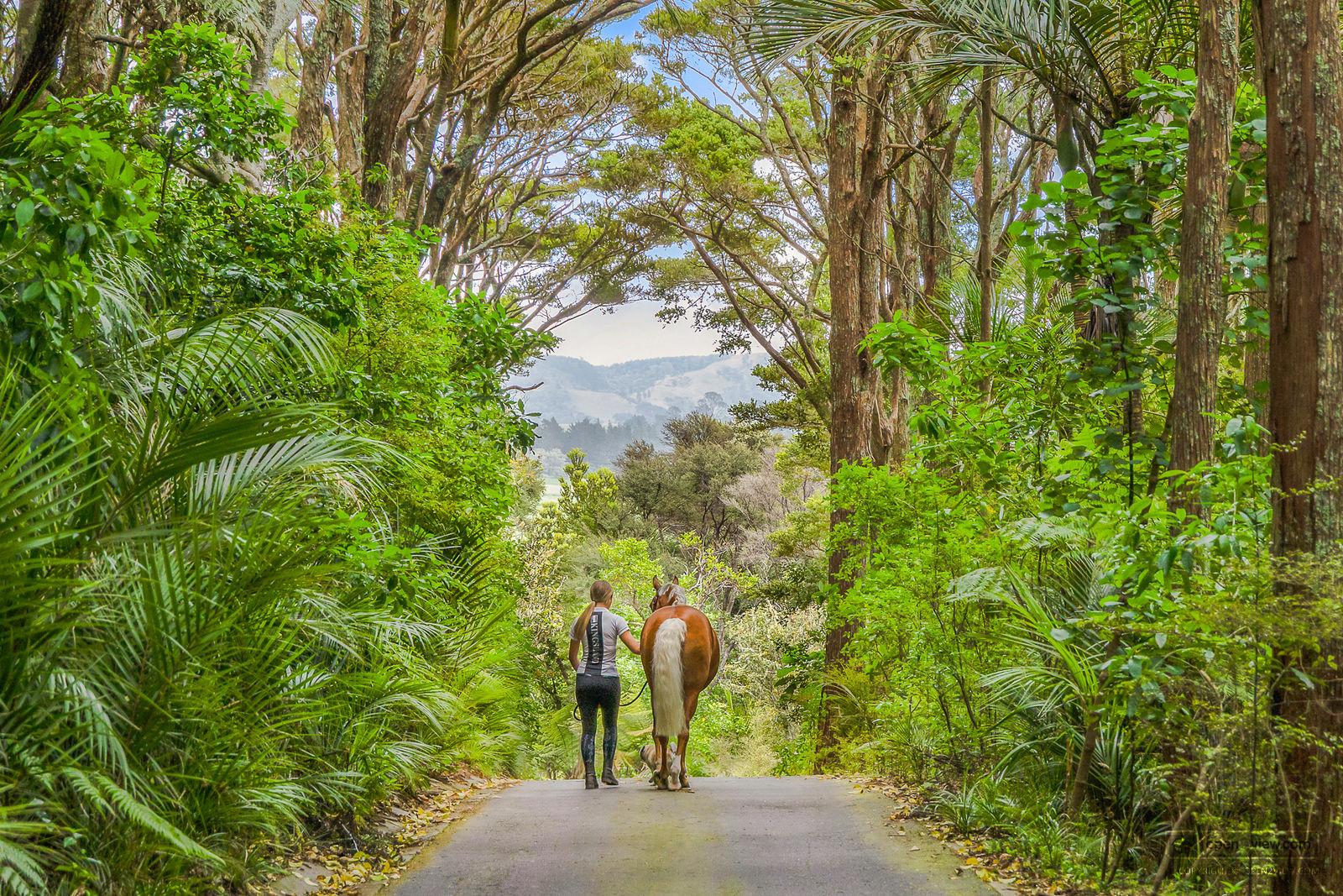 Slider image of 101 Taylor Road, Auckland