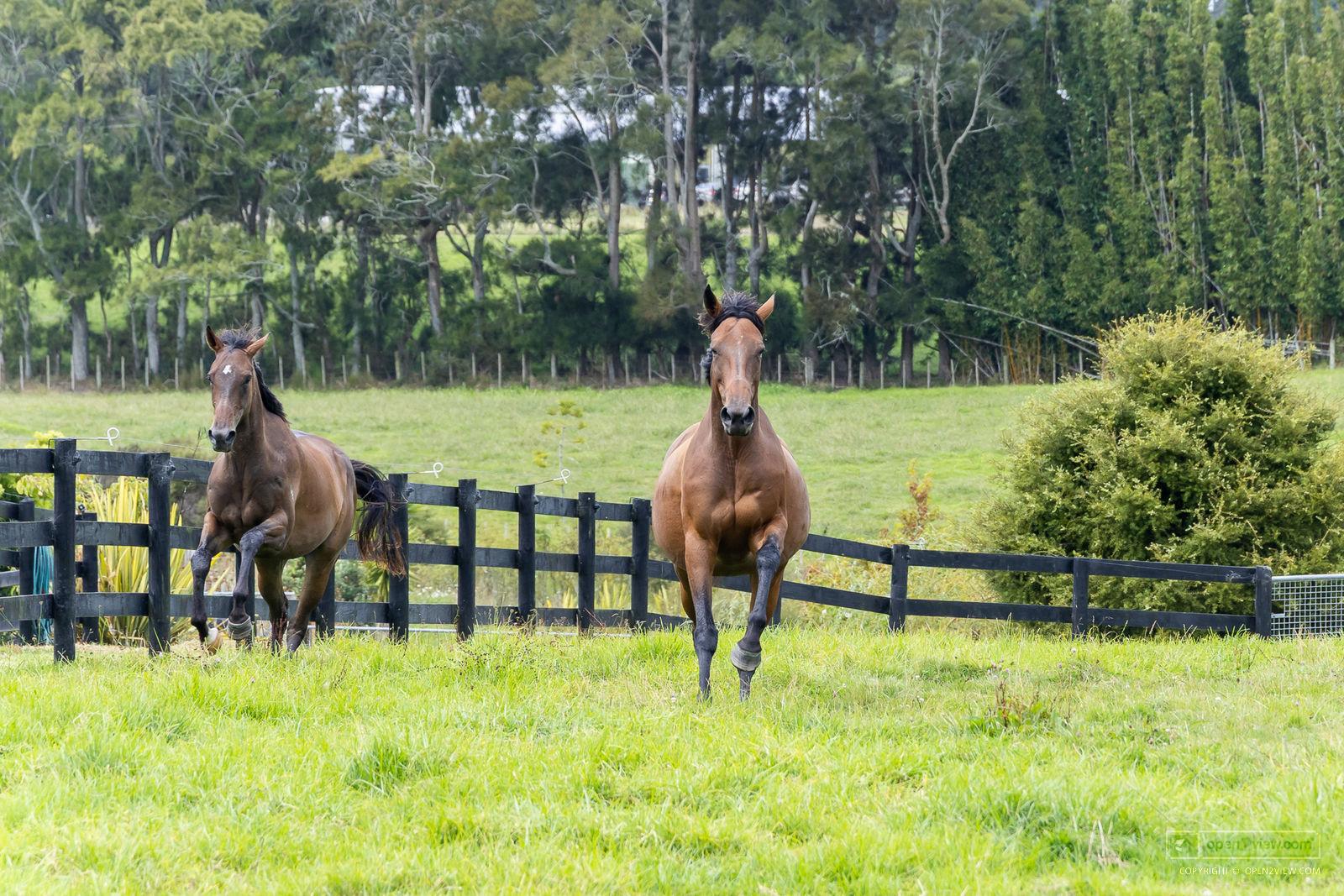Slider image of 145 Hanham Road, Auckland